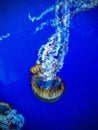 Beautiful vertical shot of a jelly fish on a blue water background Royalty Free Stock Photo