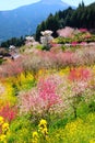 Beautiful vertical shot of pink cherry trees in the field of yellow flowers and green high trees Royalty Free Stock Photo