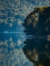 Beautiful vertical shot of a reflection of a forest in a lake