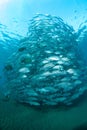 Beautiful vertical shot of a school of jack fish underwater Royalty Free Stock Photo