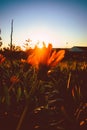 Beautiful vertical shot of sun rays shining through a flower in a field during sunset Royalty Free Stock Photo