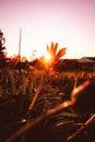 Beautiful vertical shot of sun rays shining through a flower in a field during sunset Royalty Free Stock Photo