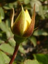 Beautiful vertical shot of a yellow rosebud