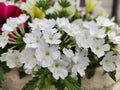 White vervain flowers in the garden.