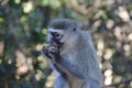 A beautiful Vervet monkey eats fruit. In Monkeyland near Plettenberg Bay, South Africa.