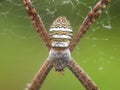 Beautiful and very clear animal spider is resting