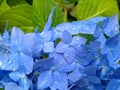 Gorgeous Close-up of Blue Hydrangea Flowers Covered in Raindrops, Green Leaves in Background