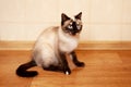 A beautiful, very cute Siamese cat sits on the floor.