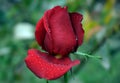 Beautiful and very delicate dark red rose in the foreground
