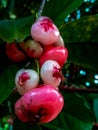 Beautiful and very Delicious sri lankan fruit