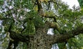 Beautiful very old bark cork oak tree Quercus suber in Massandra landscape park in Crimea. Rich landscape as textured Royalty Free Stock Photo