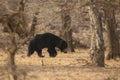 Beautiful and rare sloth bear in the nature habitat in India