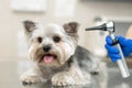 Beautiful vet doctor examines a small cute dog breed Yorkshire Terrier with the help of an otoscope in a veterinary clinic..Happy