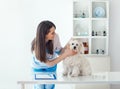 Beautiful veterinarian doctor examining cute dog in clinic Royalty Free Stock Photo