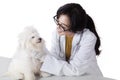 Beautiful veterinarian examine maltese dog Royalty Free Stock Photo