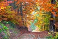 Beautiful vibrant Autumn Fall Leaves colors in forest landscape