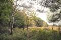 Beautiful vibrant Autumn Fall trees in Fall color in New Forest in England with stunning sunlight making colors pop against dark Royalty Free Stock Photo