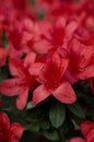 Beautiful vibrant azalea flower tree blooming in the botanical garden, in Kyiv. Bright flowers Close up Royalty Free Stock Photo