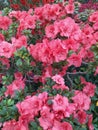 Beautiful vibrant azalea flower tree blooming in the botanical garden, in Kyiv. Bright flowers Close up. Botanical Royalty Free Stock Photo