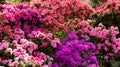 Beautiful vibrant azalea flower tree blooming in the botanical garden, in Kyiv. Bright flowers Close up Royalty Free Stock Photo