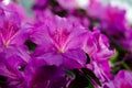 Beautiful vibrant azalea flower tree blooming in the botanical garden, in Kyiv. Bright flowers Close up Royalty Free Stock Photo