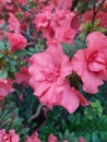 Beautiful vibrant azalea flower tree blooming in the botanical garden, in Kyiv. Bright flowers Close up. Botanical Royalty Free Stock Photo