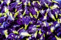 Beautiful vibrant Butterfly pea flower close up detail, top view