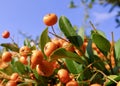 beautiful vibrant color hawthorns in a beautiful garden. tree, berry