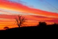 Beautiful vibrant colorful cloudy sky at sunset, tree silhouette