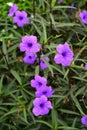 Beautiful vibrant colorful flowers in springtime