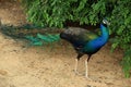 Beautiful vibrant colors Peacock, Indian peafowl, Blue peafowl, Pavo cristatus. Royalty Free Stock Photo