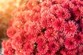 Beautiful vibrant coral chrysanthemum flowers carpet background with sunflare at bright autumn sunset evening Royalty Free Stock Photo