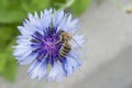 Beautiful Vibrant Cornflower With Bee Royalty Free Stock Photo