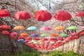 Beautiful vibrant decoration with umbrellas inside Yeojwacheon Stream during cherry blossom festival in Jinhae, Changwon