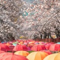 Beautiful vibrant decoration with umbrellas inside Yeojwacheon Stream