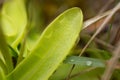 A beautiful, vibrant details of a common butterwort flowers in marsh after the rain. Royalty Free Stock Photo