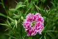 Beautiful vibrant Dianthus chinensis rainbow pink or China pink flowers. Royalty Free Stock Photo