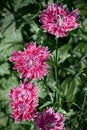 beautiful vibrant Dianthus chinensis rainbow pink or China pink flowers. Royalty Free Stock Photo