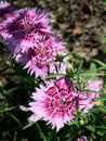 beautiful vibrant Dianthus chinensis rainbow pink or China pink flowers. Royalty Free Stock Photo