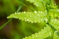 Beautiful, vibrant fern leaves on a natural background in a forest after the rain.