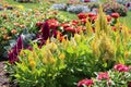 Beautiful vibrant flower garden in Elizabeth Park