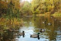 Beautiful and vibrant golden fall colors reflected in a pond. sunny autumn day, with ducks swimming in front Royalty Free Stock Photo