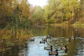 Beautiful and vibrant golden fall colors reflected in a pond. sunny autumn day, with ducks swimming in front Royalty Free Stock Photo