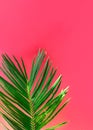 Beautiful vibrant green palm tree leaf on fuchsia pink wall background with sunlight leaks. Urban jungle summer tropical vacation Royalty Free Stock Photo