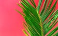 Beautiful vibrant green palm tree leaf on fuchsia pink wall background with sunlight leaks. Urban jungle summer tropical vacation Royalty Free Stock Photo