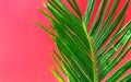 Beautiful vibrant green palm tree leaf on fuchsia pink wall background with sunlight leaks. Urban jungle summer tropical vacation