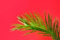 Beautiful vibrant green palm tree leaf on orange pink wall background with sunlight leaks. Urban jungle summer tropical vacation