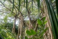 Beautiful vibrant green tropical jungles landscape view with banyan tree