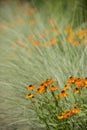 Beautiful vibrant landscape image of wildflower meadow in Summer Royalty Free Stock Photo