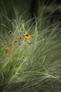 Beautiful vibrant landscape image of wildflower meadow in Summer Royalty Free Stock Photo